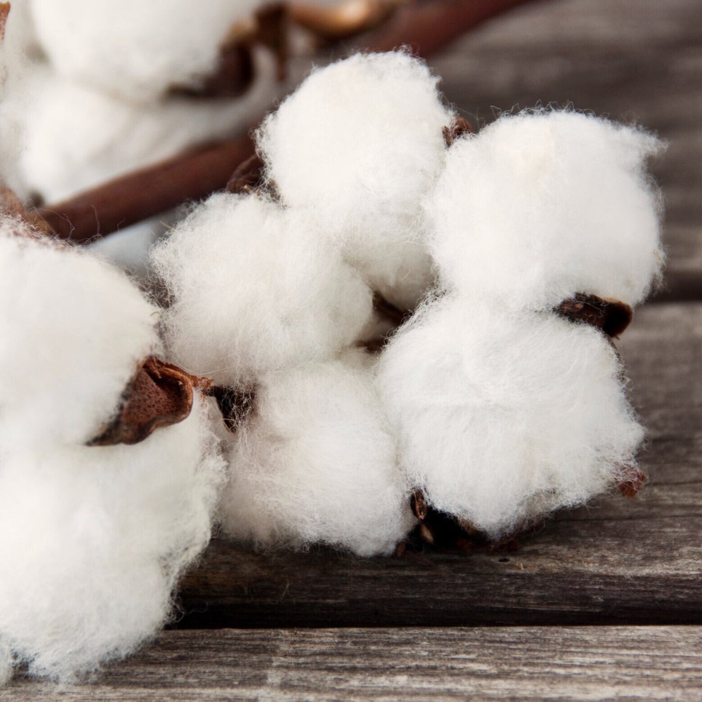 アンドチリング(＆Chilling)  オーガニックコットンギフトバッグ Sサイズ